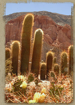 cardones en la quebrada